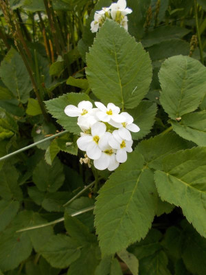 DSCN3964_Aegopodium_podagraria_Arabis.jpg
