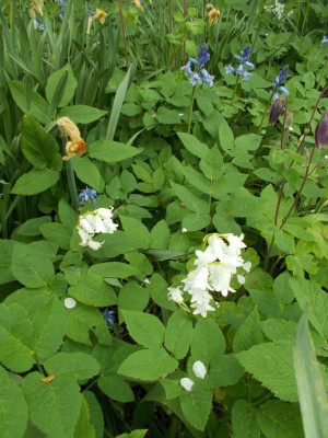 DSCN4018_Aegopodium_podagraria_Hyacinthoides.jpg