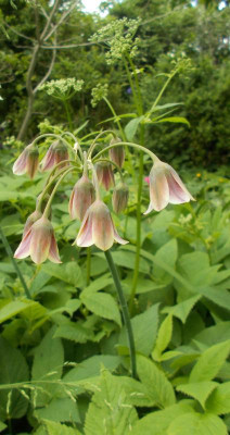DSCN4152_Aegopodium_podagraria_Nectaroscordum.jpg