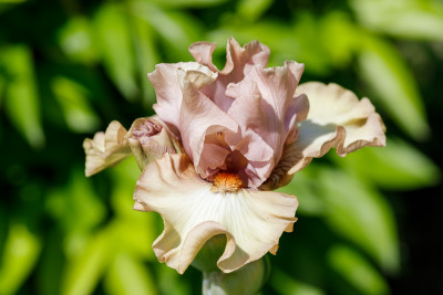 Venus Blush # BH.jpg