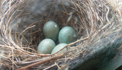 eier1.jpg