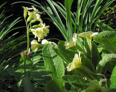 p_IMG_8392_Schlusselblumen.jpg