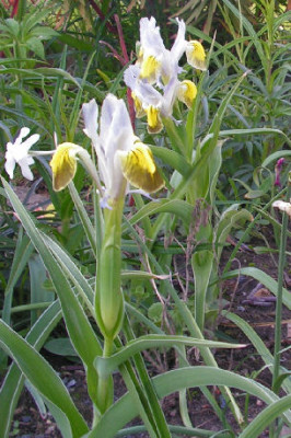 Iris_warlsind_043.jpg