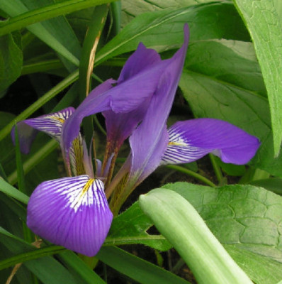 Iris_lazica_033.jpg