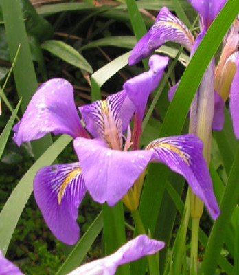 Iris_lazica_001.jpg