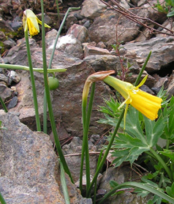 Narcissus_bulbocodium_short_stem_028.jpg
