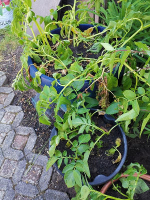 Kartoffeln_20220530a.jpg
