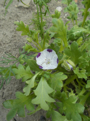 DSCN4139_Nolana_Nemophila.jpg