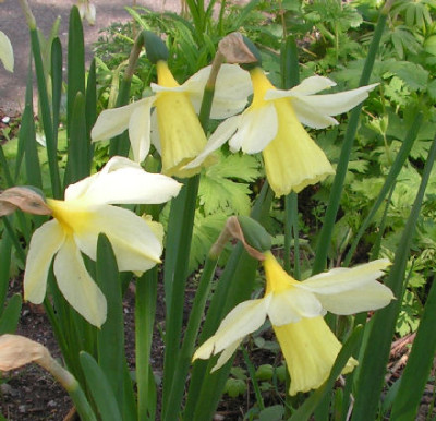 Narcissus_Queen_of_Spain_034.jpg