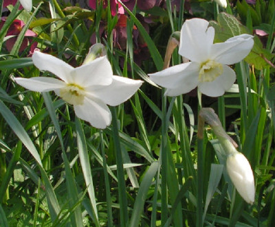 Narcissus_Polar_Ice_031.jpg