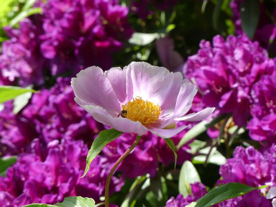 2022-05-31 Paeonia 1.jpg