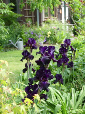 2022-05-31 Iris 'Superstition' 1.jpg