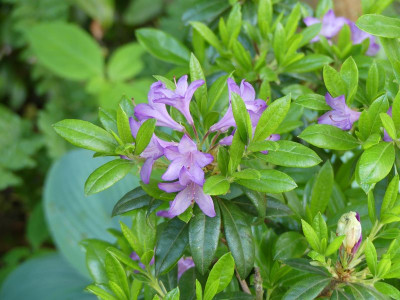 2022-05-31 Rhododendron 'Fragrance'.jpg
