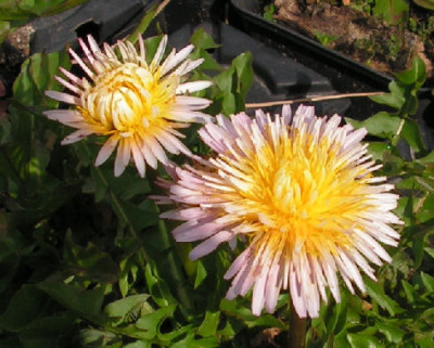 Taraxacum_pseudoroseum_023.jpg