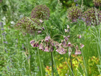 2022-05-31 Nectaroscordum siculum.jpg