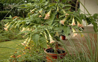 aabrugbaeum2.jpg