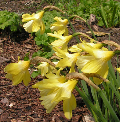 Narcissus_Little_Spell_039.jpg