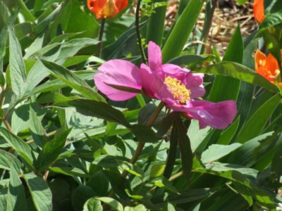 DSCF6682.jpg
