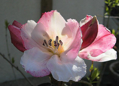 comp_comp_Rhododendron_edgeworthii_03.jpg
