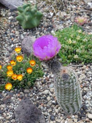2022-05-31 Kakteen Echinocereus reichenbachii ssp baileyi 1.jpg