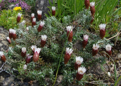 Helichrysum retortoides22.jpg