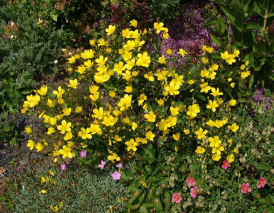 Linum dolomiticum22.jpg