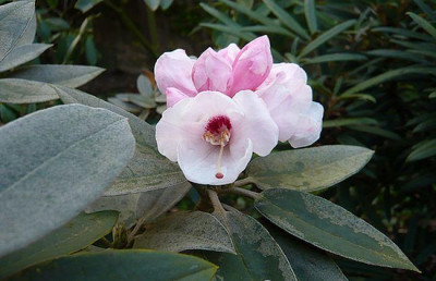 Rhododendron_pachysanthum_fars_2008.jpg