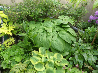 2022-05-31 Hosta 'Niagara Falls'.jpg