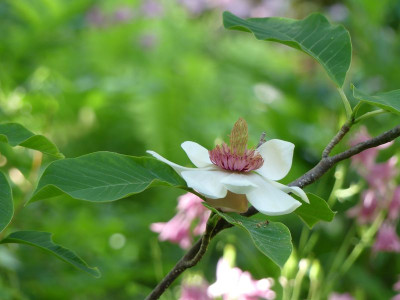 2022-05-31 Magnolia wieseneri 1.jpg