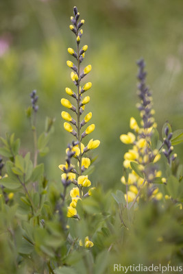 Baptisia_Lemon_Meringue__2368_800_sRGB.jpg