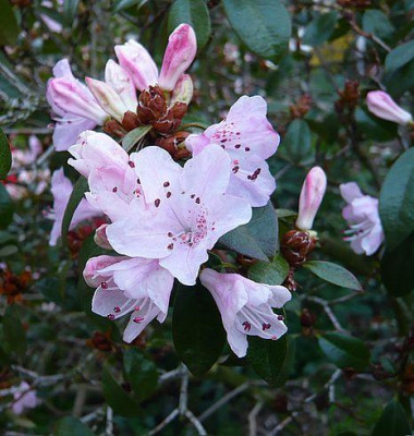 Rhododendron_rubiginosum_fars_2008.jpg