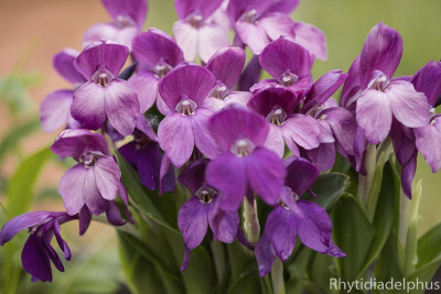 Roscoea_humeana_1690_800_sRGB.jpg