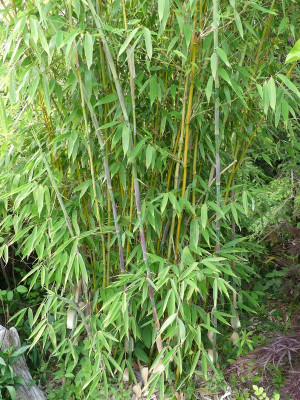 2022-05-31 Fargesia 'Mighty Marabu''.jpg