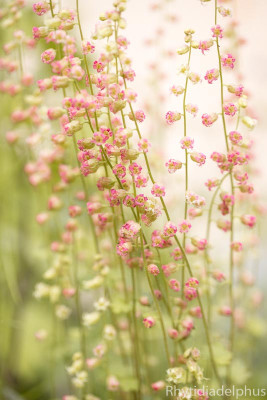 Tellima_grandiflora_Forest_Frost_1712_800_sRGB.jpg