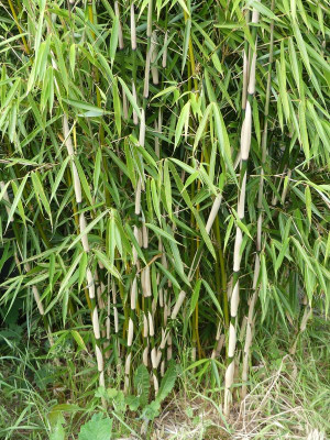 2022-05-31 Fargesia robusta 'Campbell'.jpg