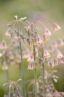 Allium_siculum_1652_800_sRGB.jpg