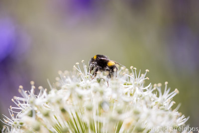 Hummel_Mt_Everest_1456_800_sRGB.jpg