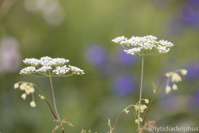Chaerophyllum_temulum_1750_800_sRGB.jpg