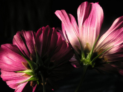 Cosmea-Okt-3.jpg