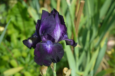 D8482.JPG