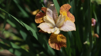 IMG_2267GINGER TWIST.JPG