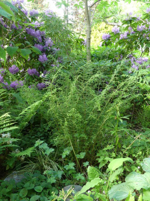 2022-05-31 Dryopteris filix-mas 'Linearis Polydactylon' 1.jpg
