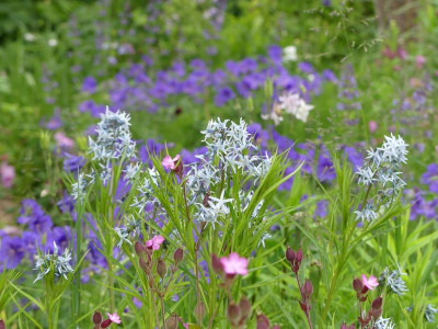 2022-06-01 Amsonia hubrichtii 1.jpg