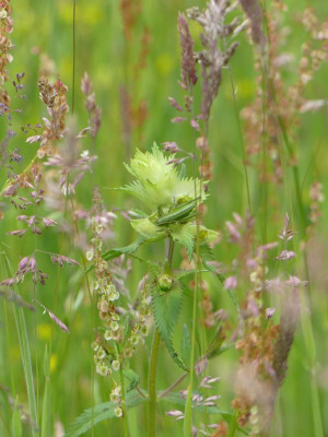 2022-06-01 Gartenimpressionen 1.jpg