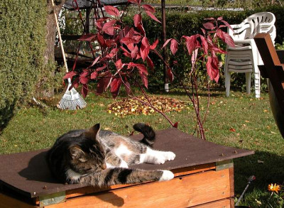 herbstputz.jpg