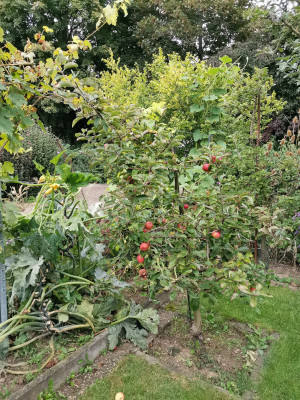 Zucchini hochgeleitet.jpeg