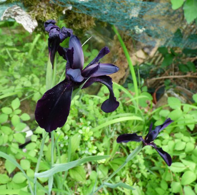 Iris chrysographes ax22.jpg