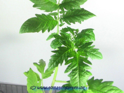 gp08jelona02.jpg