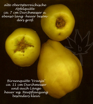 cydonia_oblonga_vergl.jpg