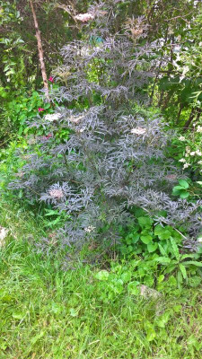 Sambucus Black Lace Blüte 2022.jpg